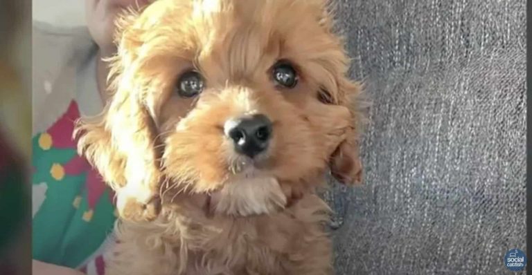 Puppy Scam: Scammers Promised Australian Citizens Puppies But Stole Their Money Instead