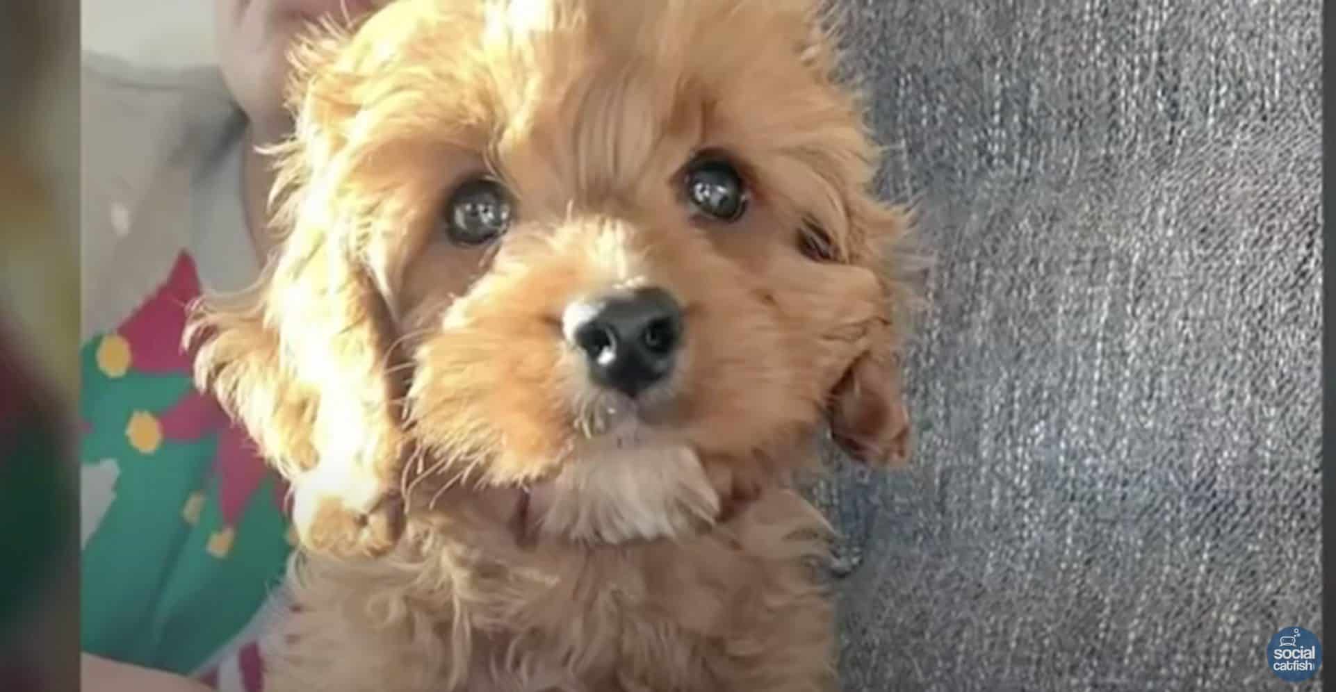 Puppy Scam: Scammers Promised Australian Citizens Puppies But Stole Their Money Instead