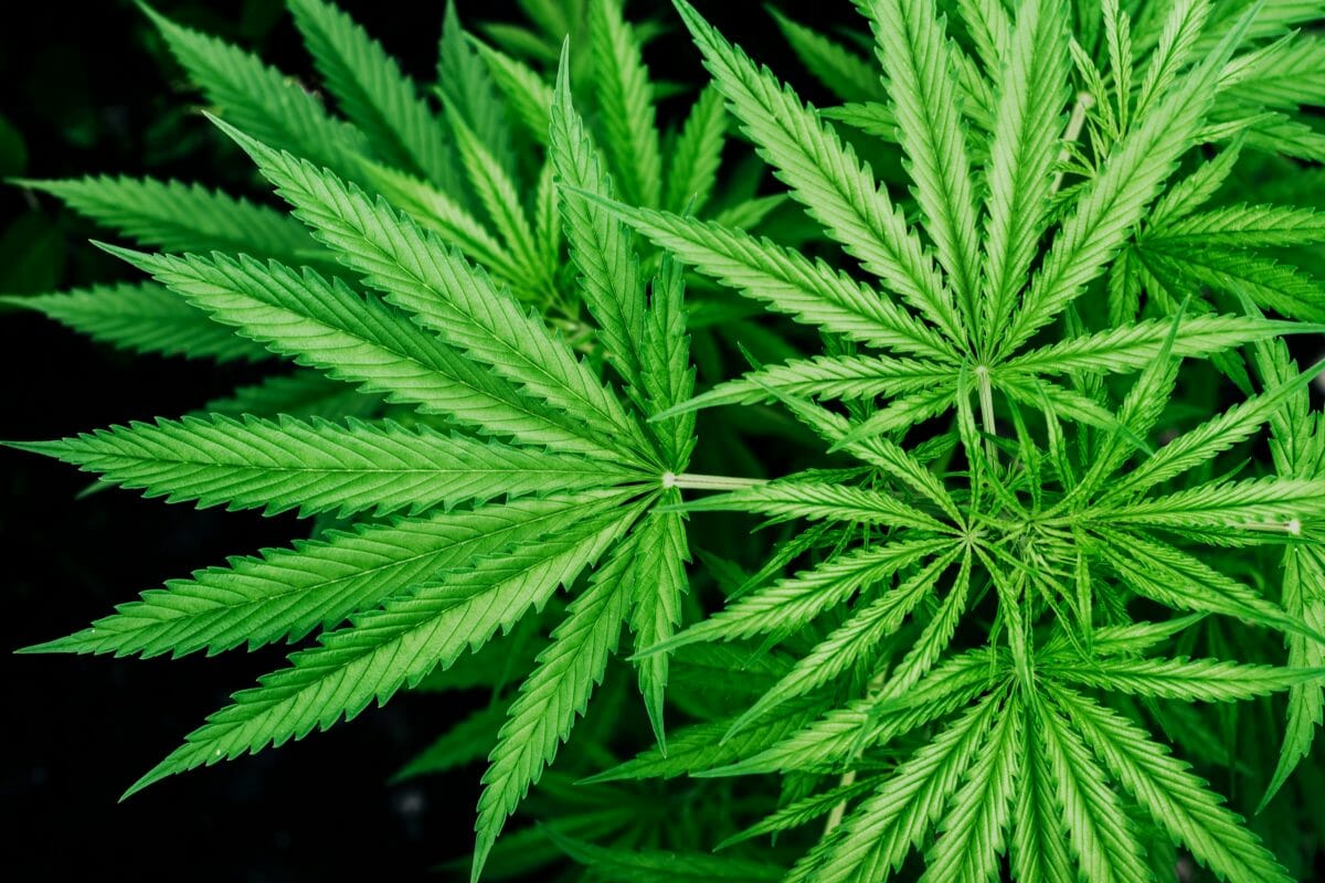 Buying Pot Online: Victims Lose Hundreds of Dollars in Cannabis-by-Mail Scams