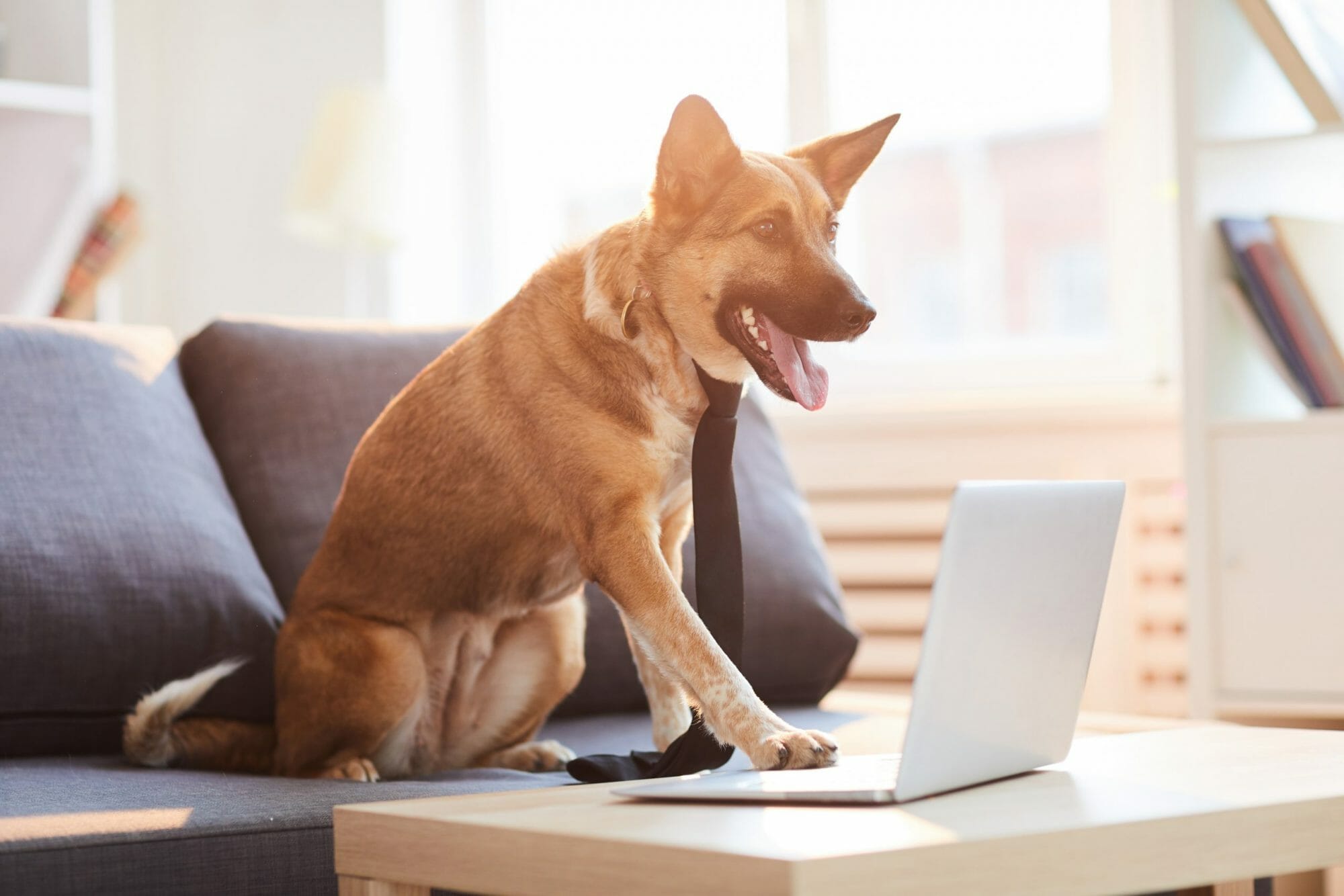 Pet Scams Are On the Rise Due to the Coronavirus