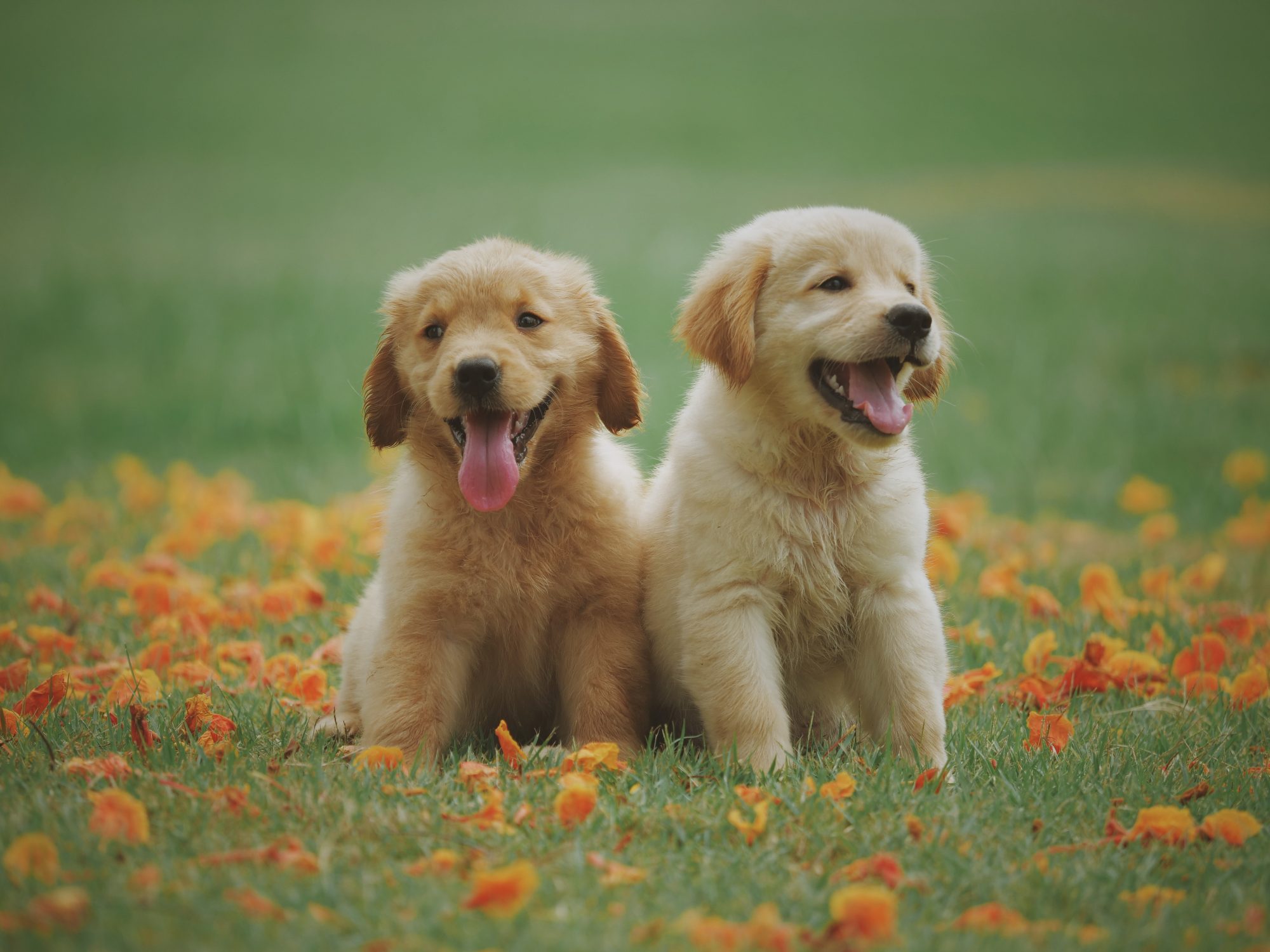 Craigslist Puppy Scams: How to Spot a Puppy Scammer