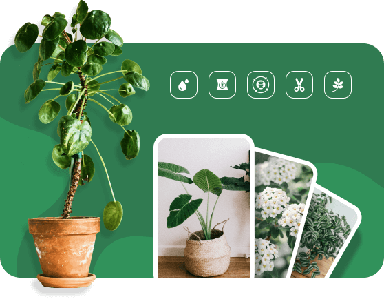 Photo Identifier
